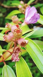 Close-up of pink flowering plant