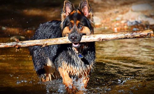 Wet dog in water