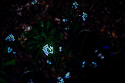 Close-up of flowers