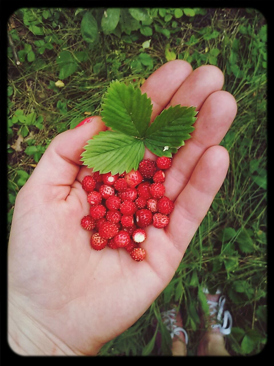 person, food and drink, fruit, food, holding, freshness, healthy eating, part of, red, close-up, ripe, cropped, strawberry, high angle view, unrecognizable person, berry fruit, human finger