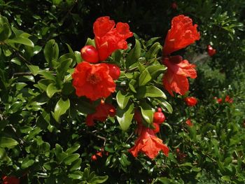 Close-up of red flowering plants