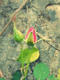 Close-up of red flower