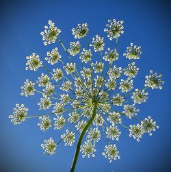 Low angle view of flowers against blue sky