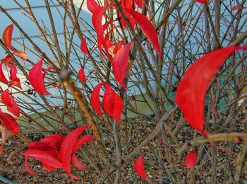 Close-up of red flowers on tree