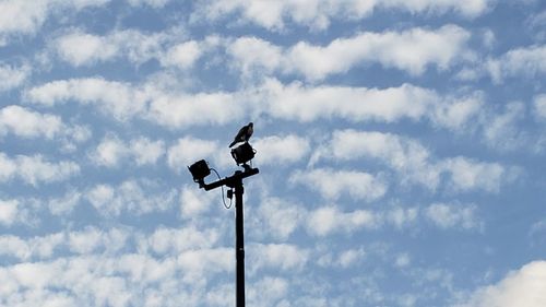 Low angle view of bird perching on pole against sky