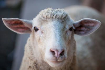 Close-up portrait of sheep