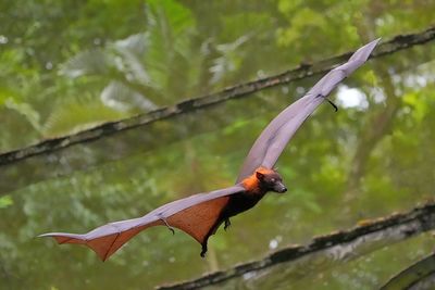 The flying fox