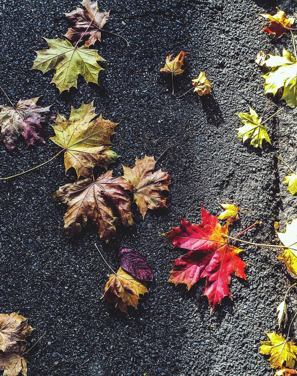 HIGH ANGLE VIEW OF MAPLE LEAVES FALLEN ON YELLOW LEAF