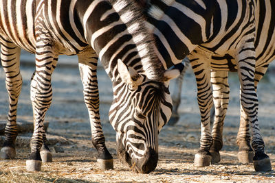 View of zebras grazing
