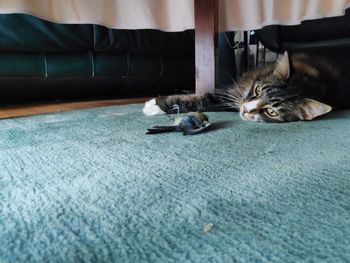 Portrait of cat resting on bed at home