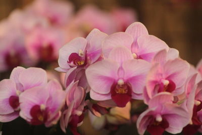 Phalaenopsis orchid shaped like butterflies