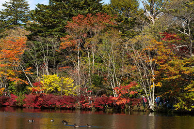 Trees by lake in forest during autumn