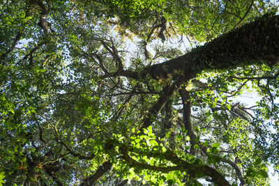 Low angle view of trees in forest