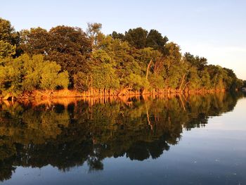 Reflection of trees in water