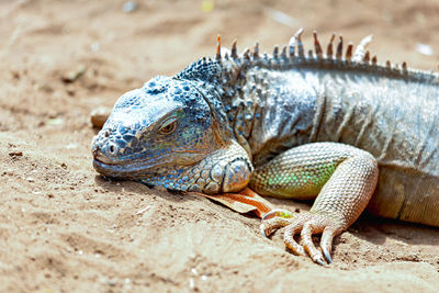 Close-up of iguana on field