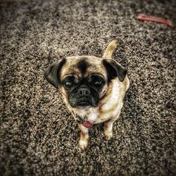 Close-up portrait of dog