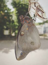 Close-up of butterfly hanging outdoors