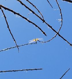 Low angle view of bird flying against clear blue sky