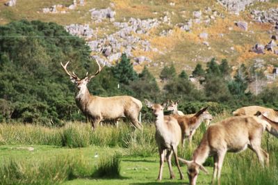 Herd of deer grazing on field