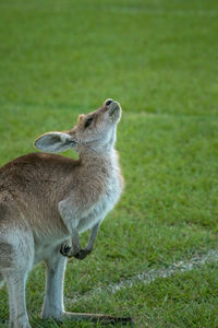 Funny side view of a kangaroo 