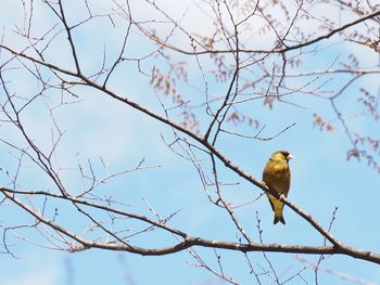 Low angle view of bird perching on tree