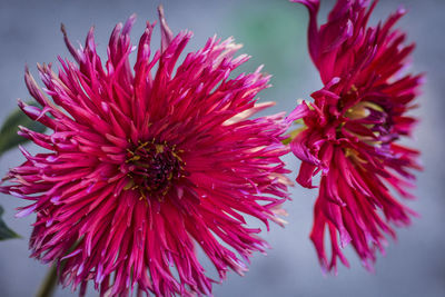 Close-up of pink flowers blooming outdoors