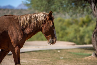Horse standing in a field