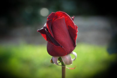 Close-up of red rose