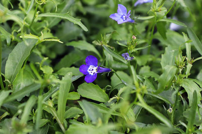 Close-up of purple flowering plants