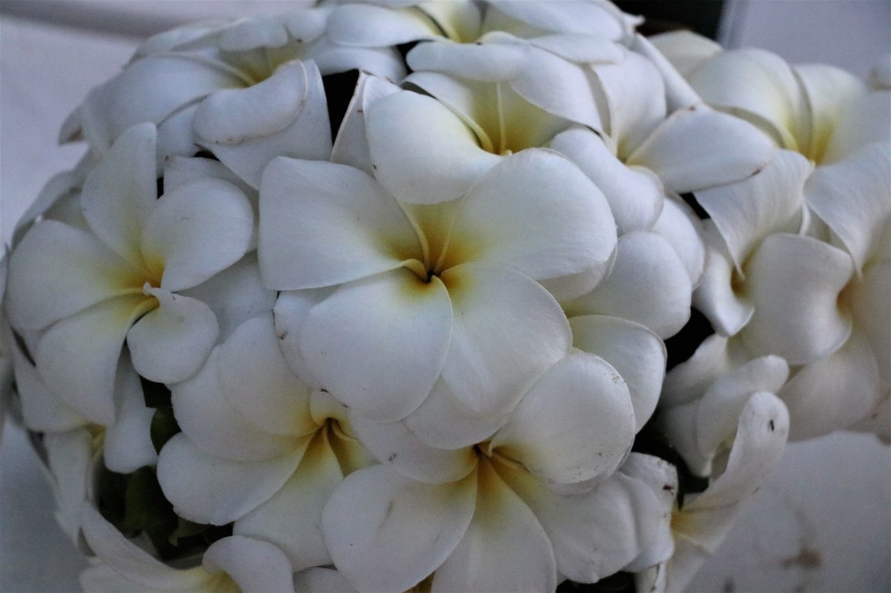 CLOSE-UP OF WHITE ROSES