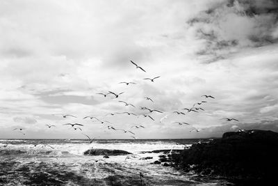 Birds flying over sea against sky