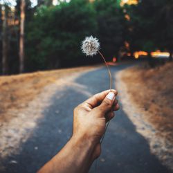 Close-up of hand holding dandelion