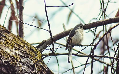 Low angle view of squirrel perching on tree against sky