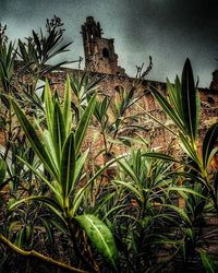 Plants growing on a hill