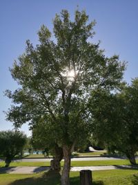 Trees on landscape against sky