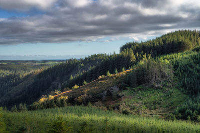 Wicklow mountains, forest on a hill, illuminated by patches of sunlight, ireland