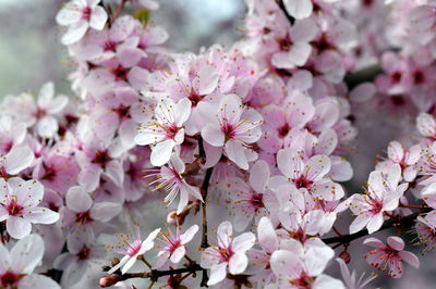 Close-up of pink cherry blossoms in spring