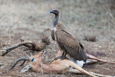 Side view of bird on field