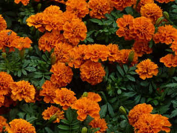 High angle view of orange flowers