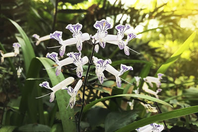 Close-up of flowers