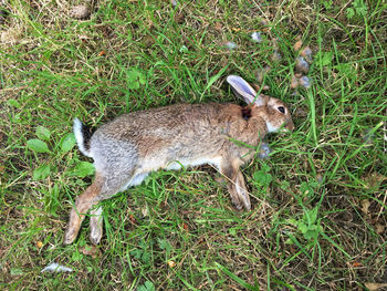 High angle view of rabbit on grassy field