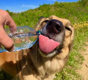 Close-up of hand holding a dog