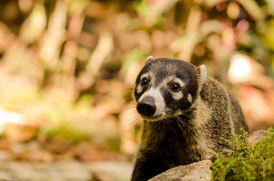 Close-up of white-nosed coati looking away