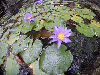 High angle view of flowers blooming outdoors