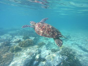 Turtle swimming in sea