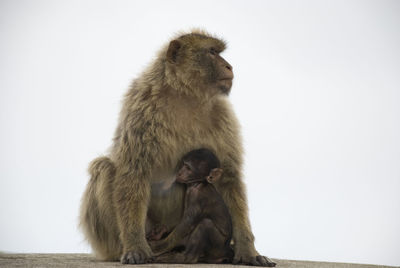 Barbary macaque of gibraltar sitting on railing