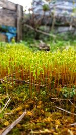 Close-up of grass growing on field