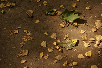 High angle view of autumn leaves on field