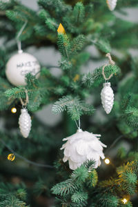 Close-up of christmas tree