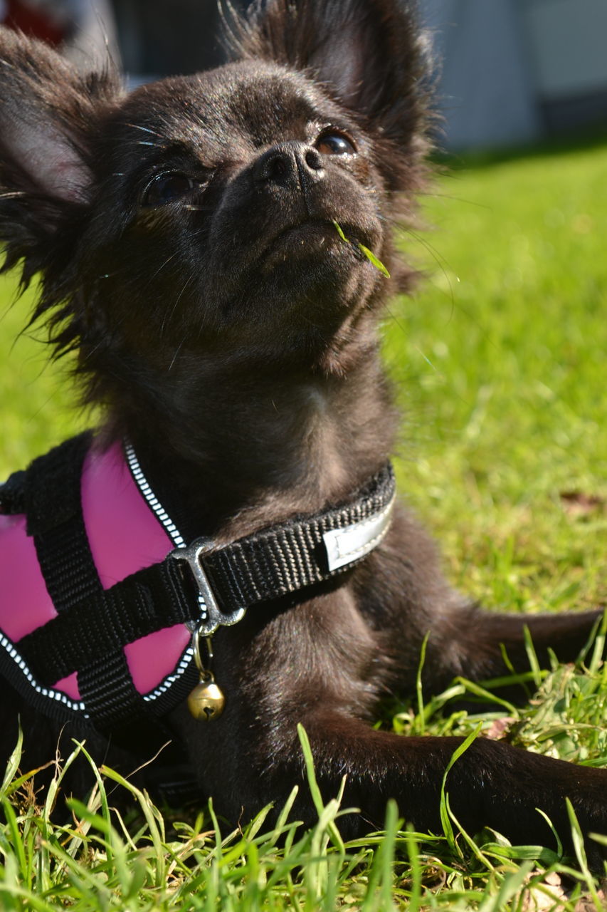 CLOSE-UP OF DOG WITH MOUTH OPEN